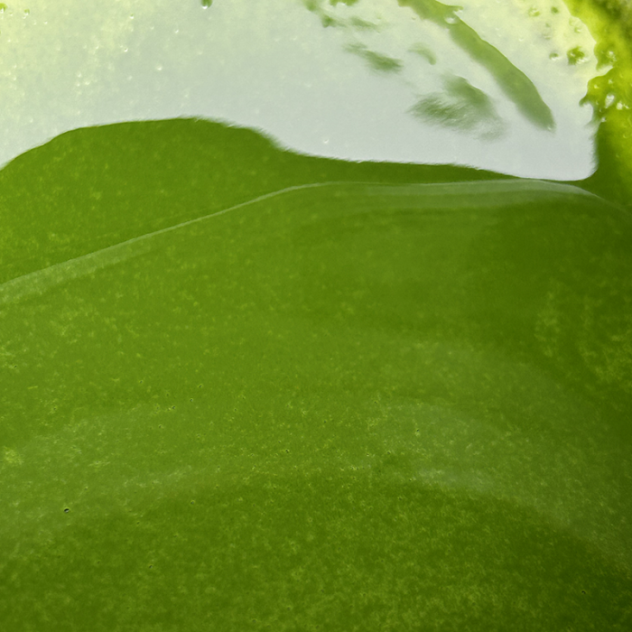 MATCHA KOICHA 30G