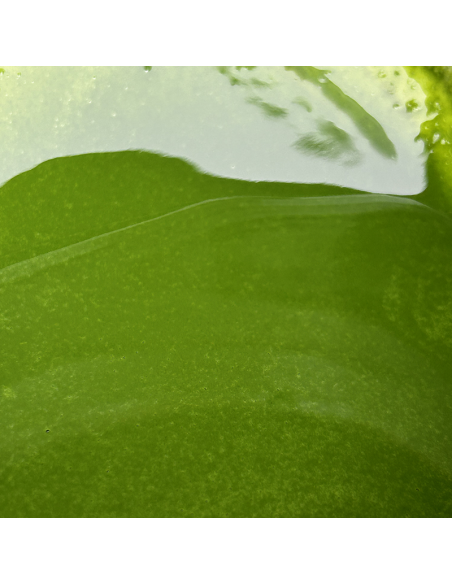 MATCHA KOICHA 30G