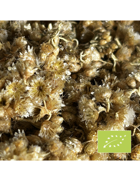 ITALIAN HELICRYSUM ORGANIC CERTIFIED