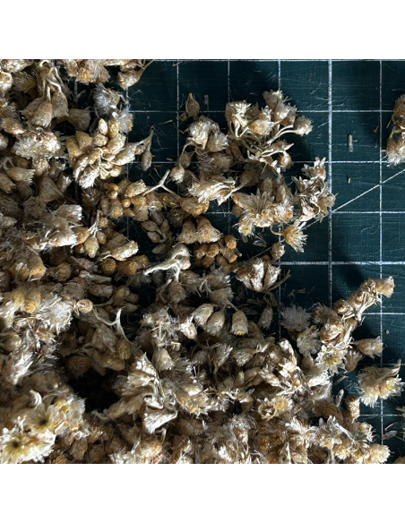 HÉLICHRYSE ITALIENNE (IMMORTELLE) CERTIFIÉ BIO