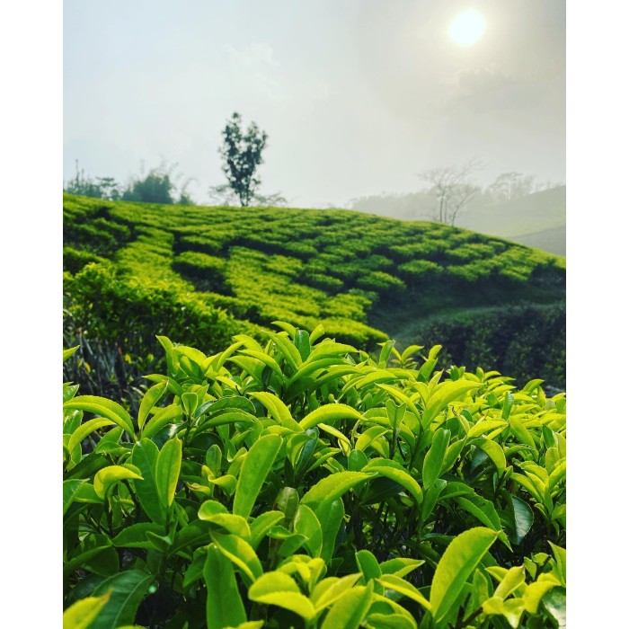 MIST VALLEY WHITE TEA CERTIFIÉ BIO MIST VALLEY WHITE TEA CERTIFIÉ BIO