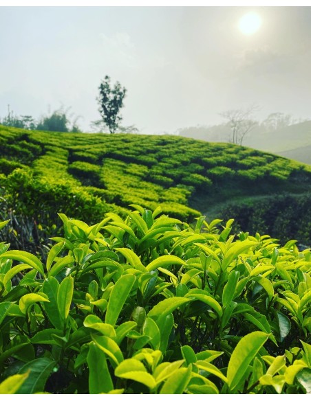 MIST VALLEY WHITE TEA ORGANIC CERTIFIED