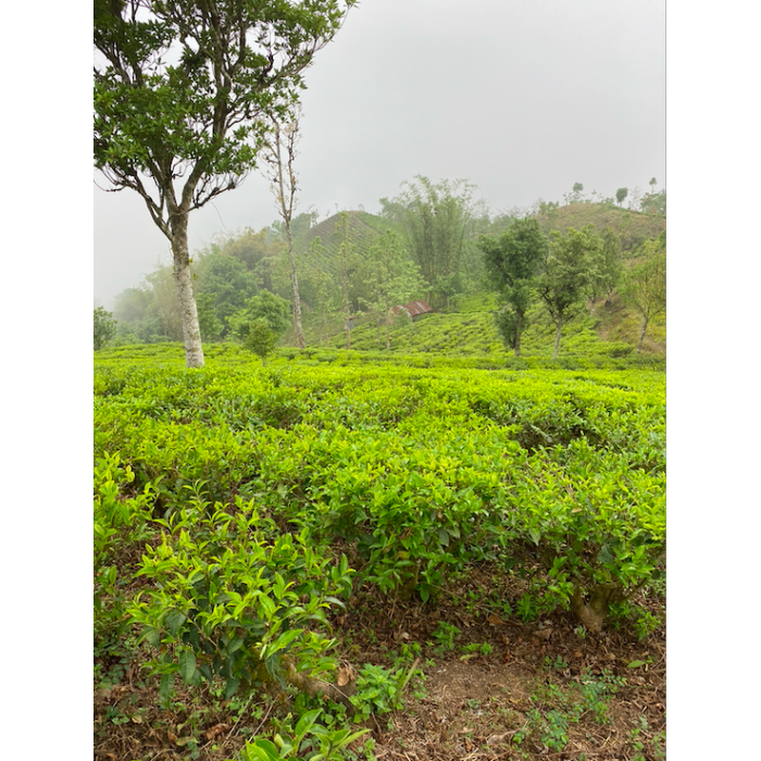 MIST VALLEY WHITE TEA CERTIFIÉ BIO MIST VALLEY WHITE TEA CERTIFIÉ BIO
