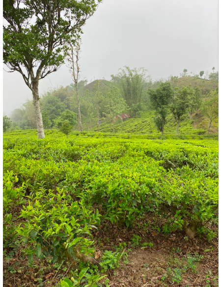 MIST VALLEY WHITE TEA ORGANIC CERTIFIED