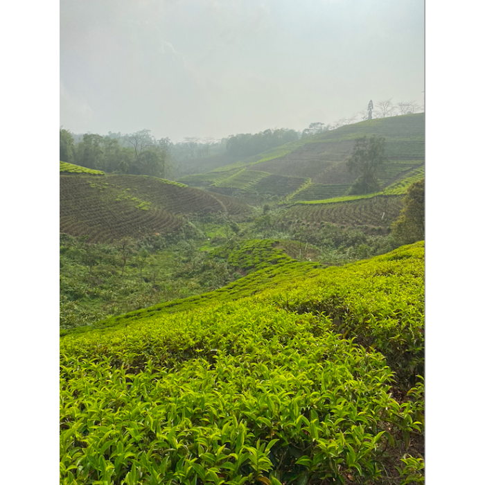 MIST VALLEY WHITE TEA CERTIFIÉ BIO MIST VALLEY WHITE TEA CERTIFIÉ BIO