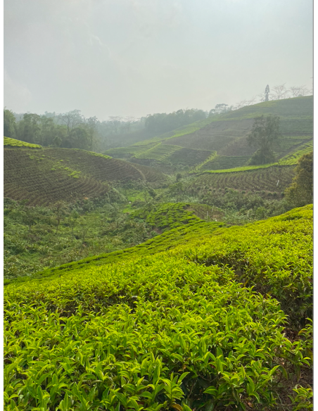 MIST VALLEY WHITE TEA ORGANIC CERTIFIED
