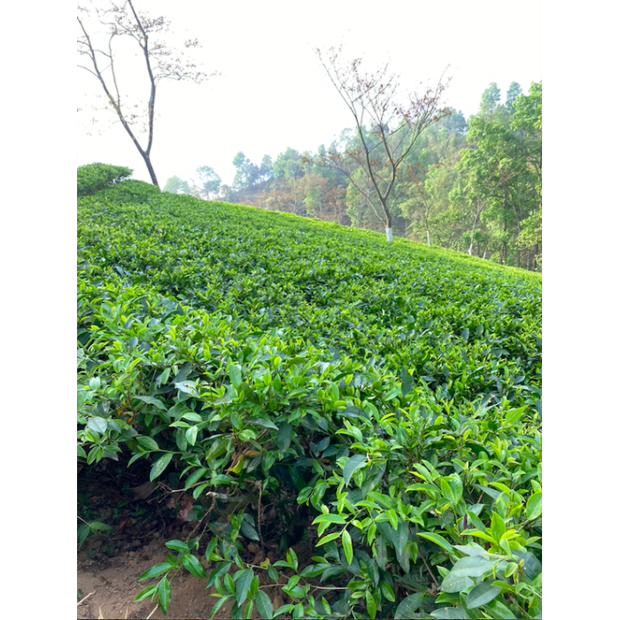MIST VALLEY WHITE TEA CERTIFIÉ BIO MIST VALLEY WHITE TEA CERTIFIÉ BIO