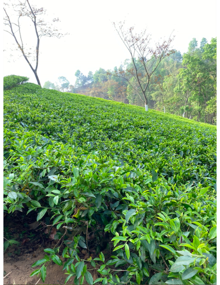 MIST VALLEY WHITE TEA ORGANIC CERTIFIED