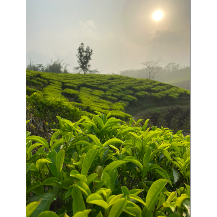 MIST VALLEY WHITE TEA CERTIFIÉ BIO MIST VALLEY WHITE TEA CERTIFIÉ BIO