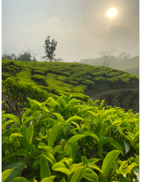 MIST VALLEY WHITE TEA ORGANIC CERTIFIED