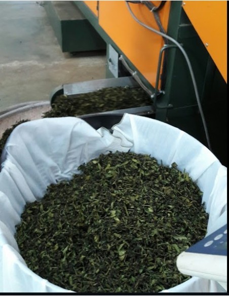 OOLONG MARIGOLD