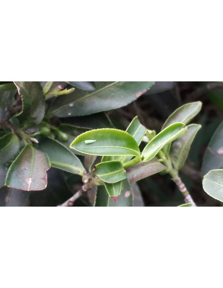 OOLONG MARIGOLD