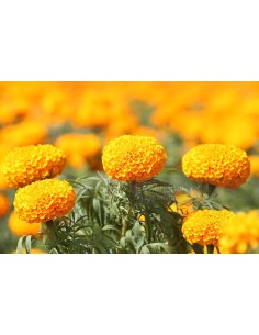 OOLONG MARIGOLD 2