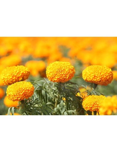 OOLONG MARIGOLD