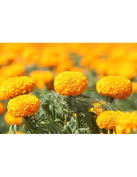 OOLONG MARIGOLD