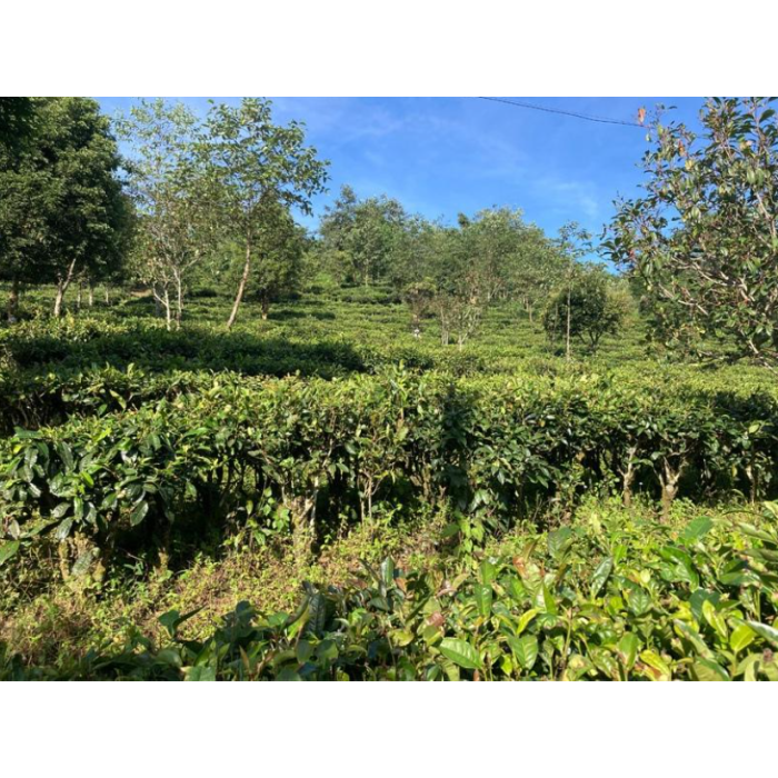 YUNNAN YELLOW TEA MAOFENG