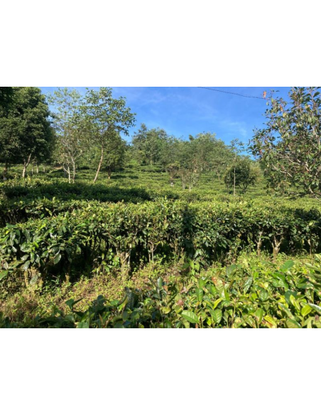 THÉ JAUNE DU YUNNAN MAOFENG