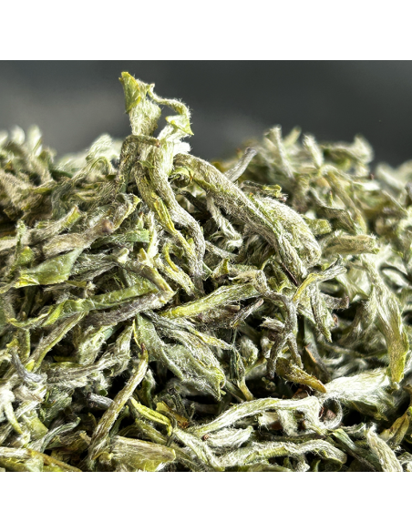 BILUOCHUN PREMIUM AVRIL 2025