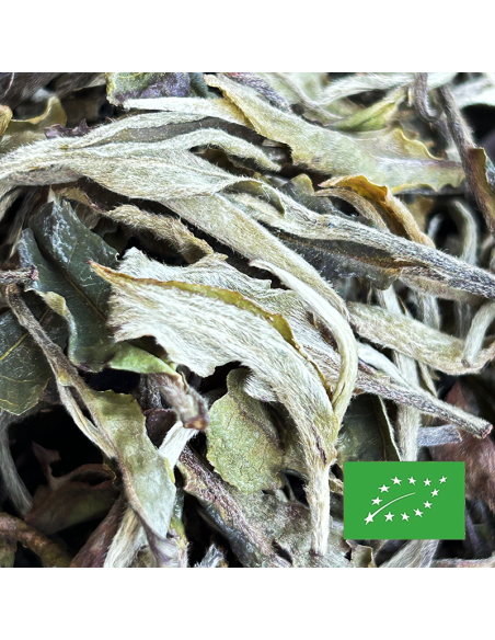 PAI MU TAN PREMIUM ORGANIC CERTIFIED