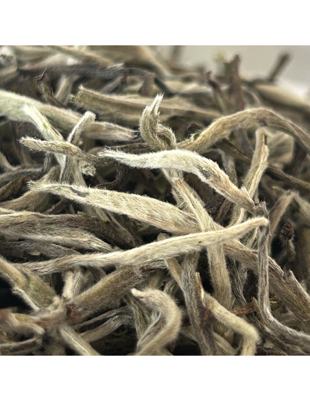 WHITE TEA SILVER TIPS FIKKAL NEPAL