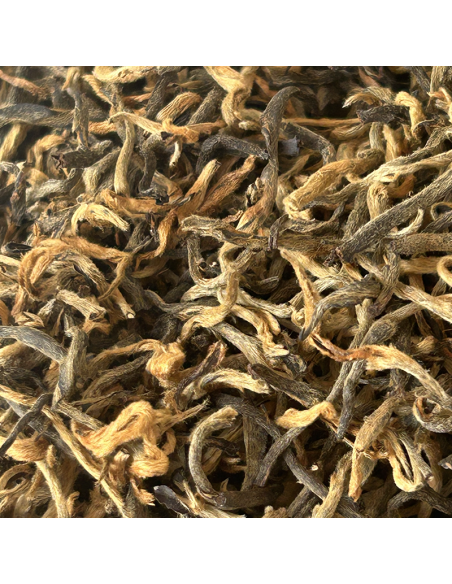 GOLDEN TIPS FIKKAL NEPAL