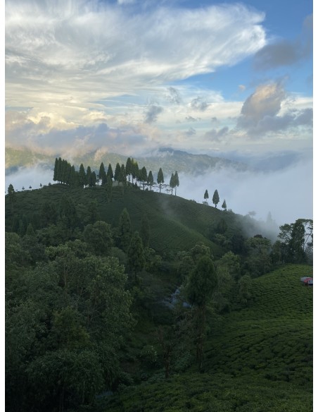 GOLDEN TIPS FIKKAL NEPAL