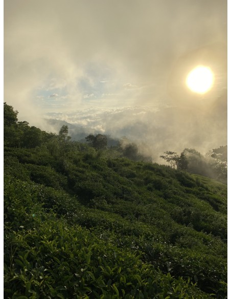 GOLDEN TIPS FIKKAL NEPAL