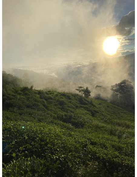 BLACK TEA FIKKAL NEPAL