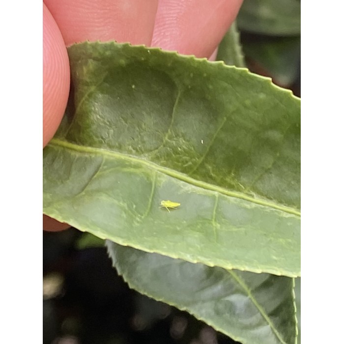 PINGLIN ORIENTAL BEAUTY