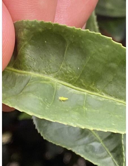 PINGLIN ORIENTAL BEAUTY