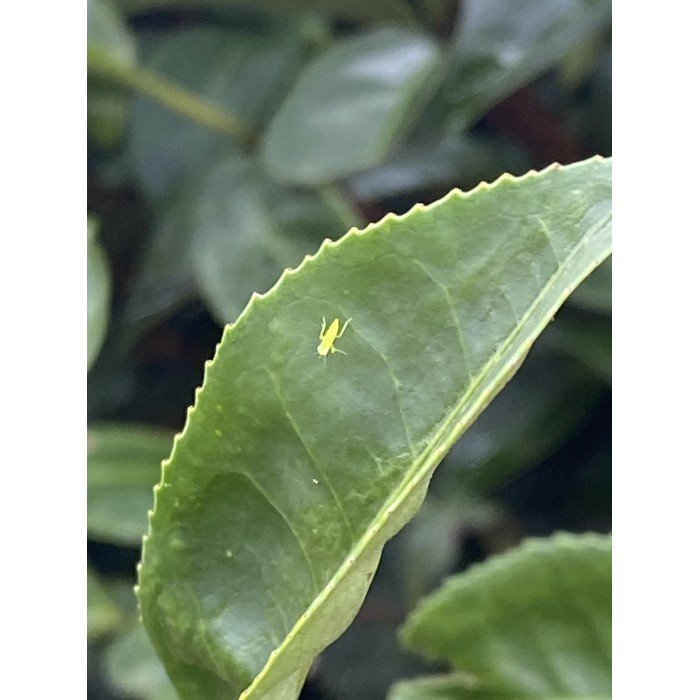 PINGLIN ORIENTAL BEAUTY