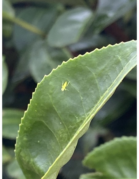 PINGLIN ORIENTAL BEAUTY