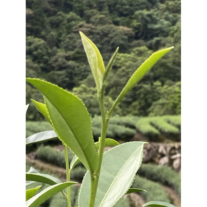 PINGLIN ORIENTAL BEAUTY