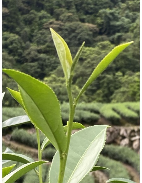 PINGLIN ORIENTAL BEAUTY