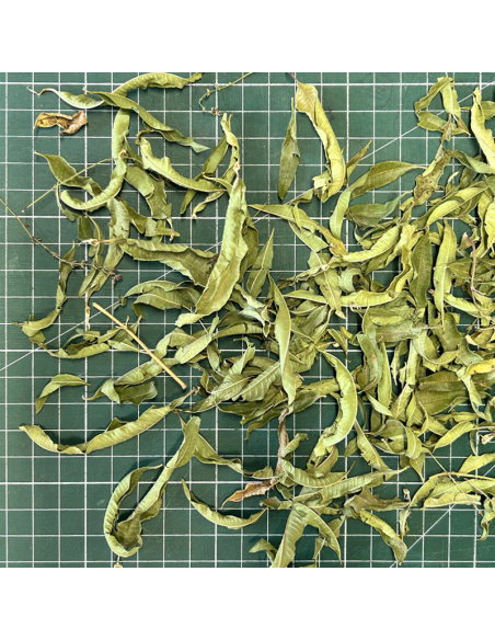 MOROCCAN LEMON VERBENA ORGANIC CERTIFIED
