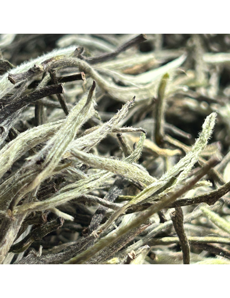 WHITE TEA SILVER TIPS FIKKAL NEPAL