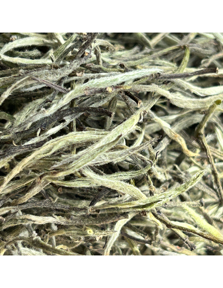 WHITE TEA SILVER TIPS FIKKAL NEPAL