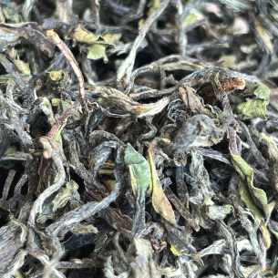 FIKKAL FIRST FLUSH '26