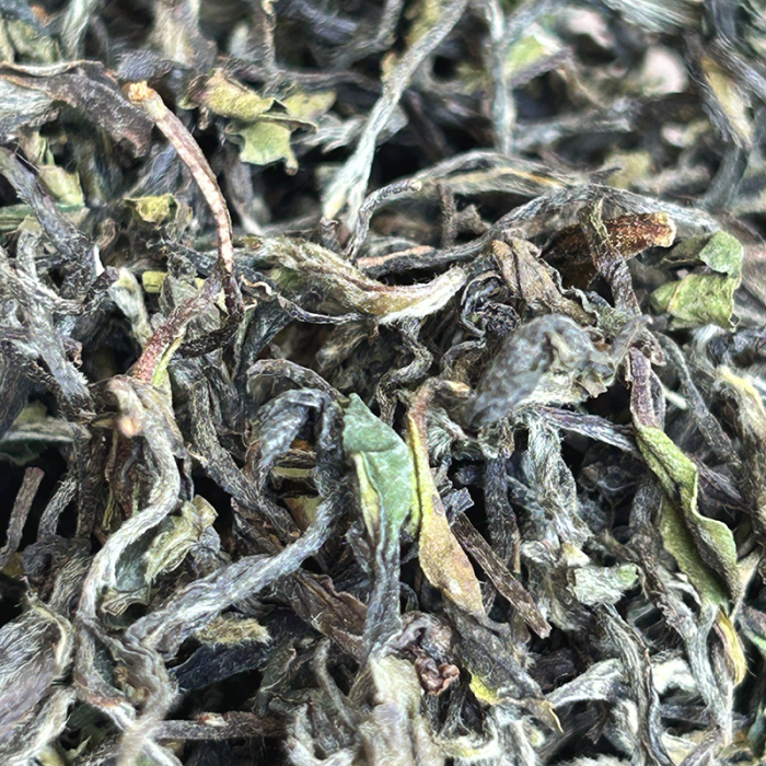 FIKKAL FIRST FLUSH '26