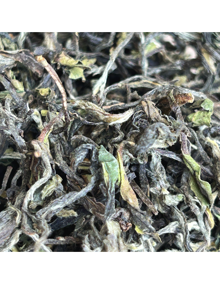 FIKKAL FIRST FLUSH '26