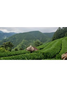 SENCHA GABALONG CERTIFIÉ BIO 2