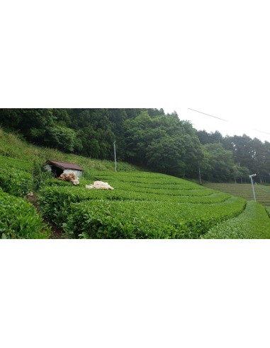 SENCHA GABALONG CERTIFIÉ BIO