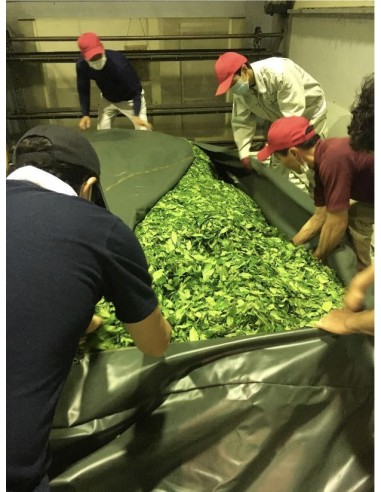 SENCHA GABALONG CERTIFIÉ BIO