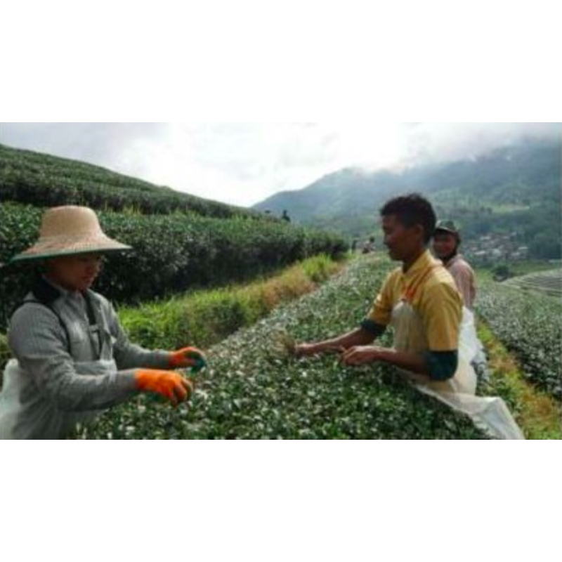OOLONG RUANZHI HAUTE ALTITUDE