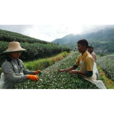 OOLONG RUANZHI HAUTE ALTITUDE