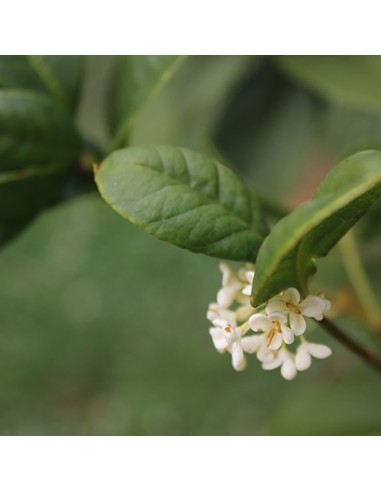 OSMANTHUS OOLONG OSMANTHUS OOLONG