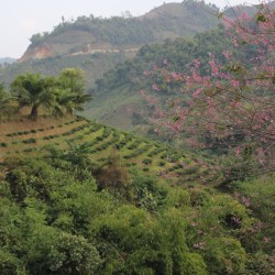 CHING CHING OOLONG 2