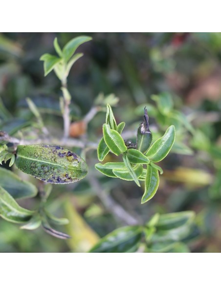 PROJET ROYAL VERT RUAN ZHI 2025