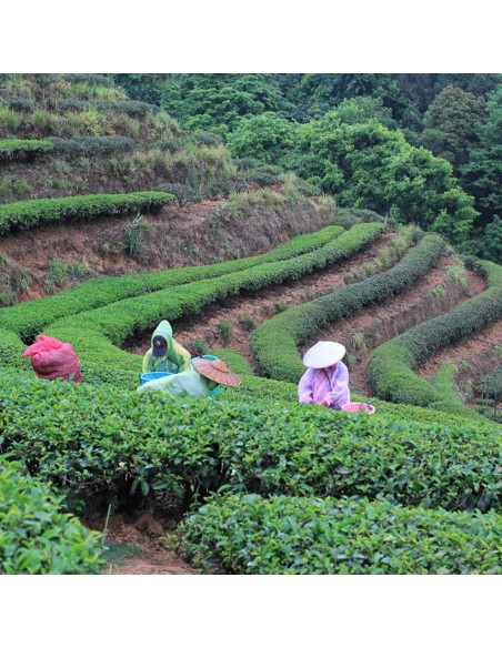 PROJET ROYAL VERT RUAN ZHI 2025