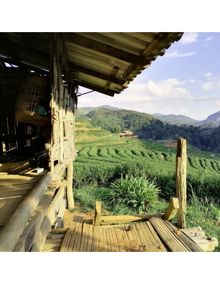 PROJET ROYAL VERT RUAN ZHI 2025